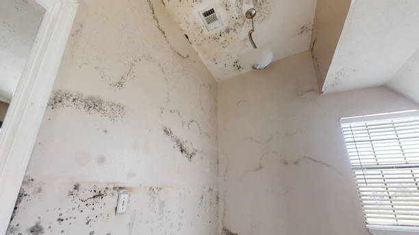 Best Forensic Mold Investigation  in Orange Beach, AL