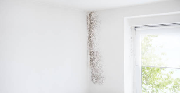Professional Mold Removal in Orange Beach, AL