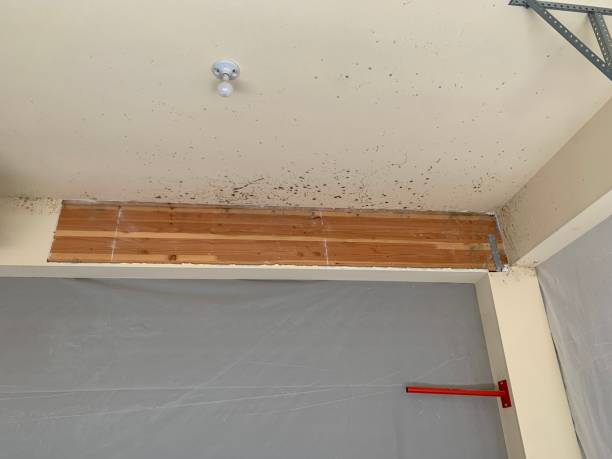Best Mold Documentation for Insurance Claims  in Orange Beach, AL