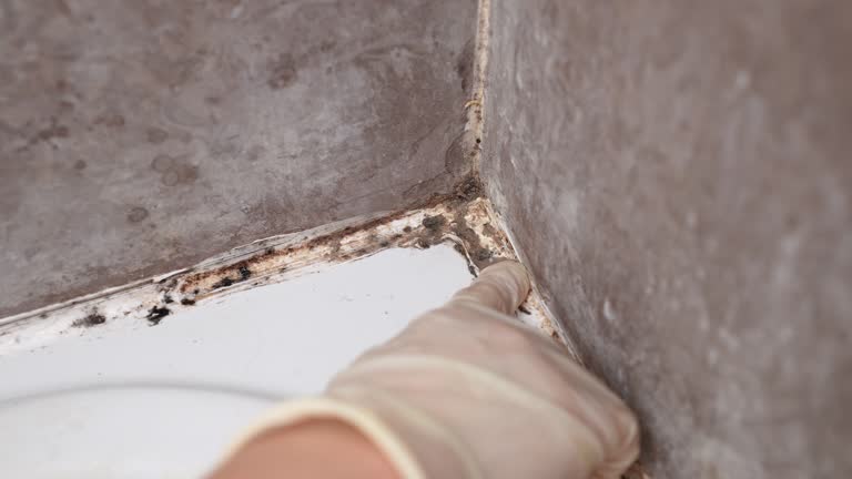 Best Mold Damage Restoration  in Orange Beach, AL